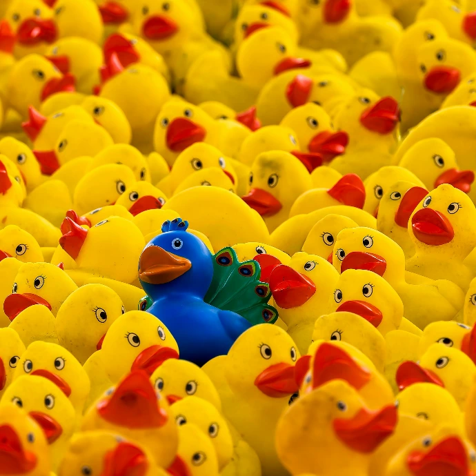 A blue duck stands out among many yellow ducks.